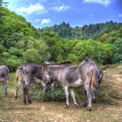 Camping La Bastide d'Albignac - Camping Tarn