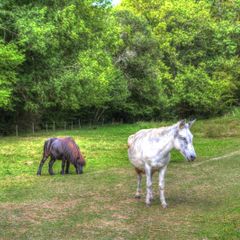 Camping La Bastide d'Albignac - Camping Tarn