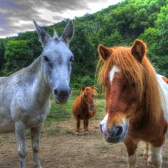 Camping La Bastide d'Albignac - Camping Tarn