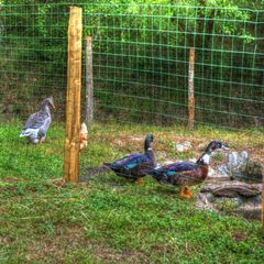 Camping La Bastide d'Albignac - Camping Tarn