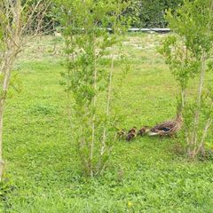 Camping Les Fontaines - Camping Eure