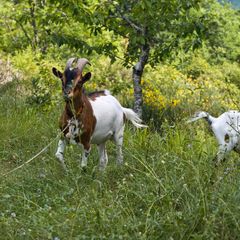 Le Domaine Le Camp - Camping Tarn-et-Garonne