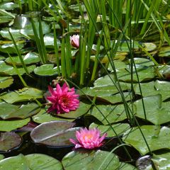Le Domaine Le Camp - Camping Tarn-et-Garonne