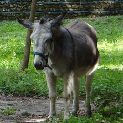Camping et village de vacances Le Martinet - Camping Lozere