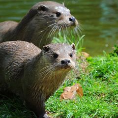 Domaine du Lambon - Camping Deux-Sevres