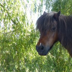 La ferme naturiste de L'Oliverie - Camping Deux-Sevres