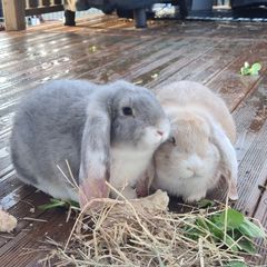 Camping Le Grand Hameau - Camping Seine-Maritime