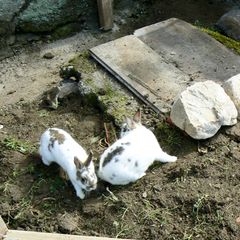 Camping Le Petit Moulin - Camping Allier