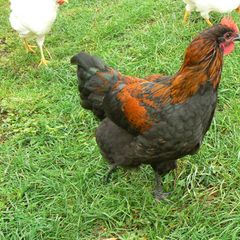 Camping Le Petit Moulin - Camping Allier