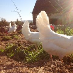 Camping Le Petit Moulin - Camping Allier