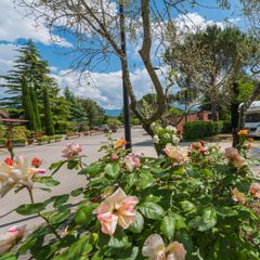 Camping Village Il Poggetto - Camping Florence