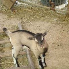 Camping Pian di Boccio - Camping Pérouse