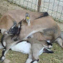 Camping Pian di Boccio - Camping Pérouse