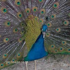 Camping Pian di Boccio - Camping Pérouse