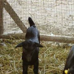 Camping Pian di Boccio - Camping Pérouse