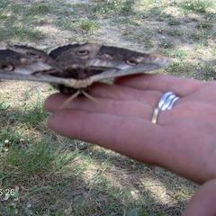 Camping Pian di Boccio - Camping Pérouse