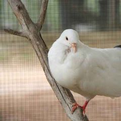 Camping Pian di Boccio - Camping Pérouse