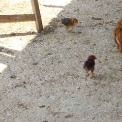 Camping Pian di Boccio - Camping Pérouse