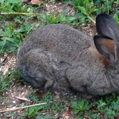 Rio Verde - Camping Pérouse