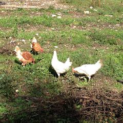 Rio Verde - Camping Pérouse