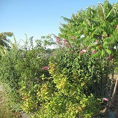 Camping du Plan d'Eau - Camping Charente