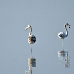 PuntAla Camping Resort - Camping Grosseto