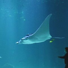 Camping Le Courtil Rose - Camping Pas-de-Calais