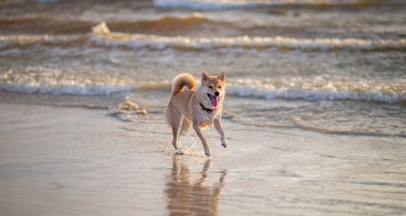 Campeggi in Emilia Romagna che ammettono gli animali