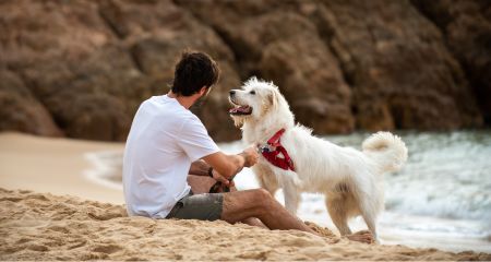 Campeggi in Spagna che ammettono animali