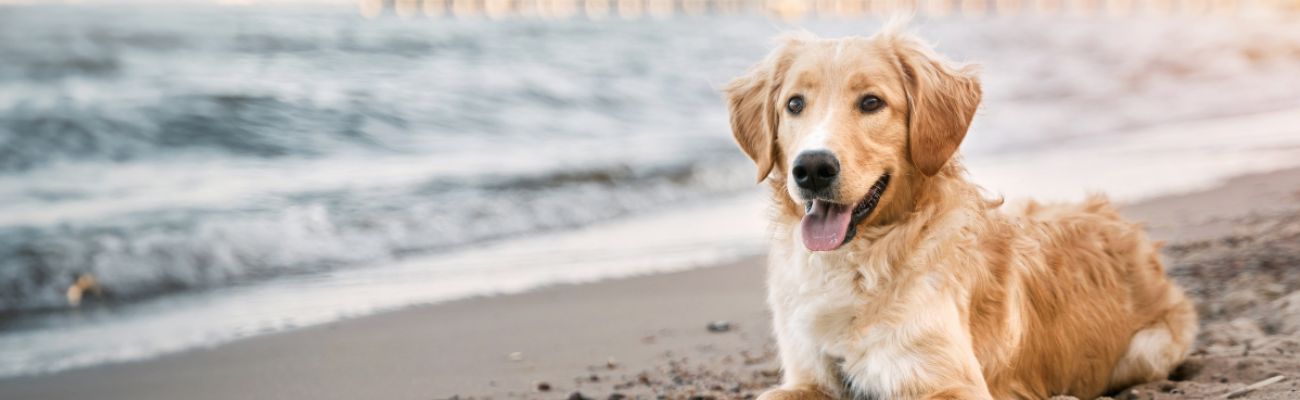 Camping Südfrankreich am Meer mit Hund