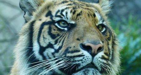 Campeggi vicino al Bioparco di Roma