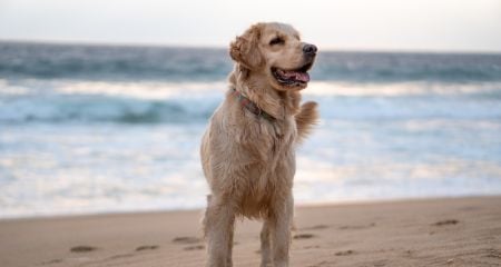 Campings que admiten mascotas