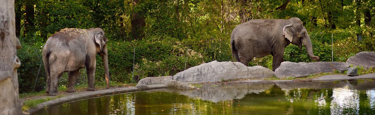Camping Zoo de la Palmyre