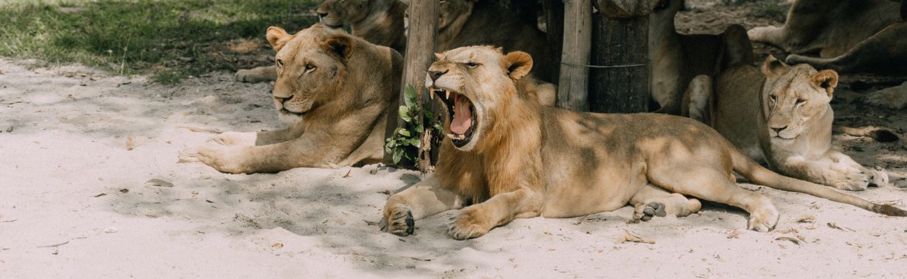Camping Réserve Africaine de Sigean