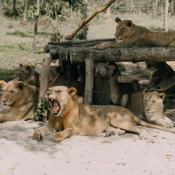 Réserve Africaine de Sigean