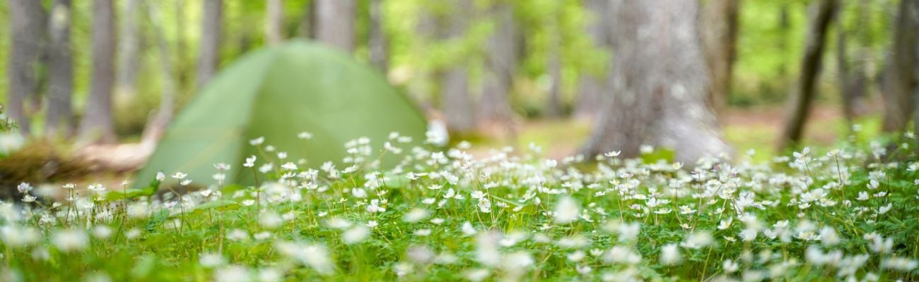 Flower Campings