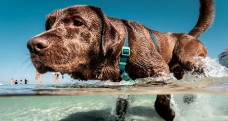 Campeggi in Costa Azzurra che accettano gli animali