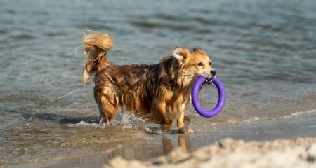 Campeggi in Sardegna che accettano gli animali