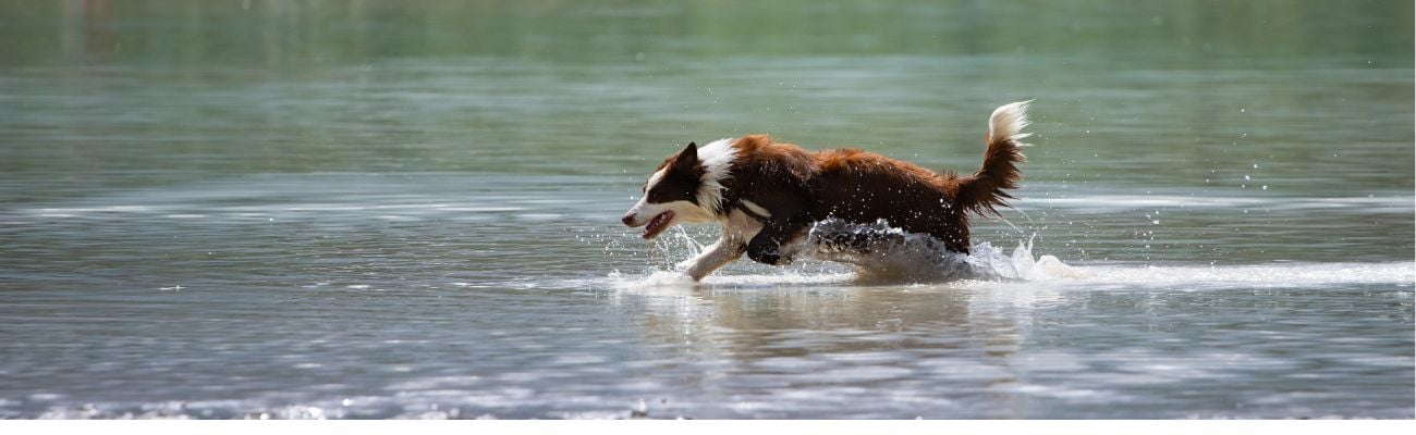 Gardasee Camping mit Hund