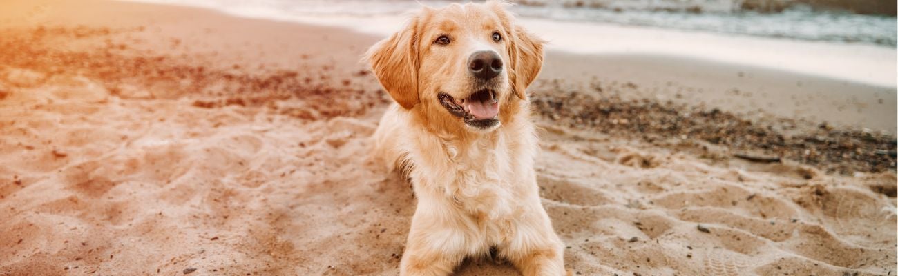 Camping in Kroatien mit Hund 