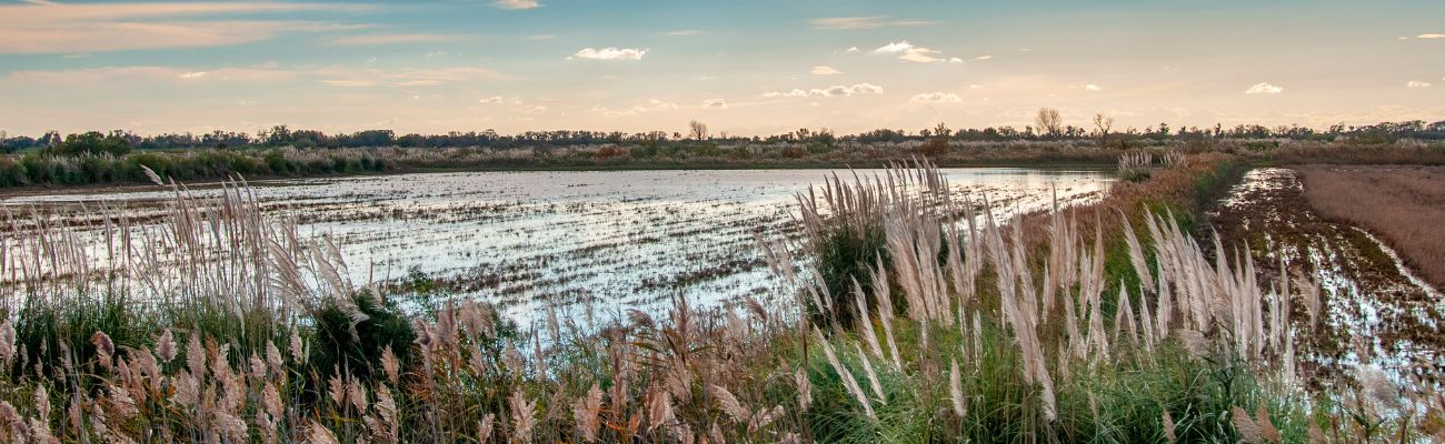 Campings en Camargue