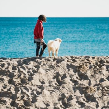 Animaux acceptés