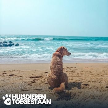 Met de hond naar de camping