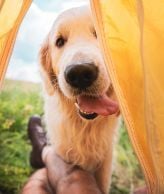 Campeggi pet-friendly