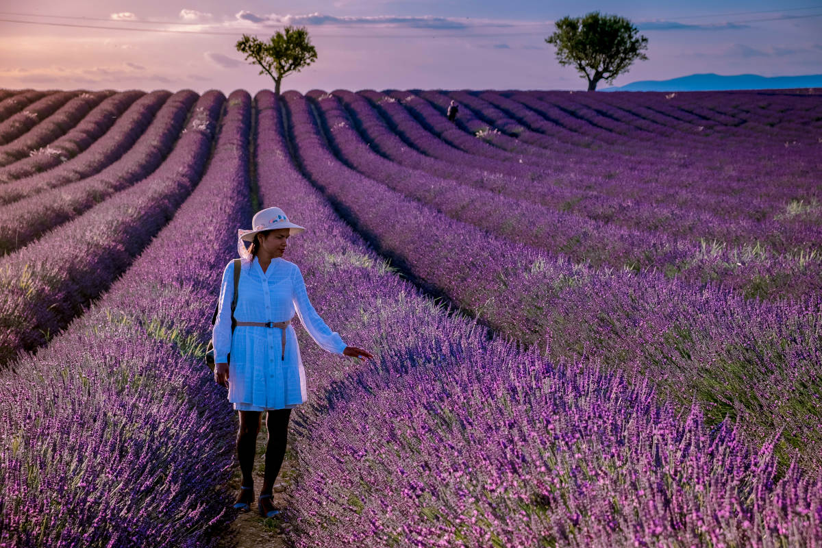 Lavendel Provence-Frankrijk
