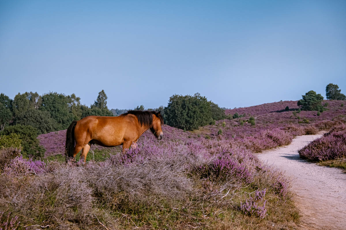 Kamperen op de Veluwe