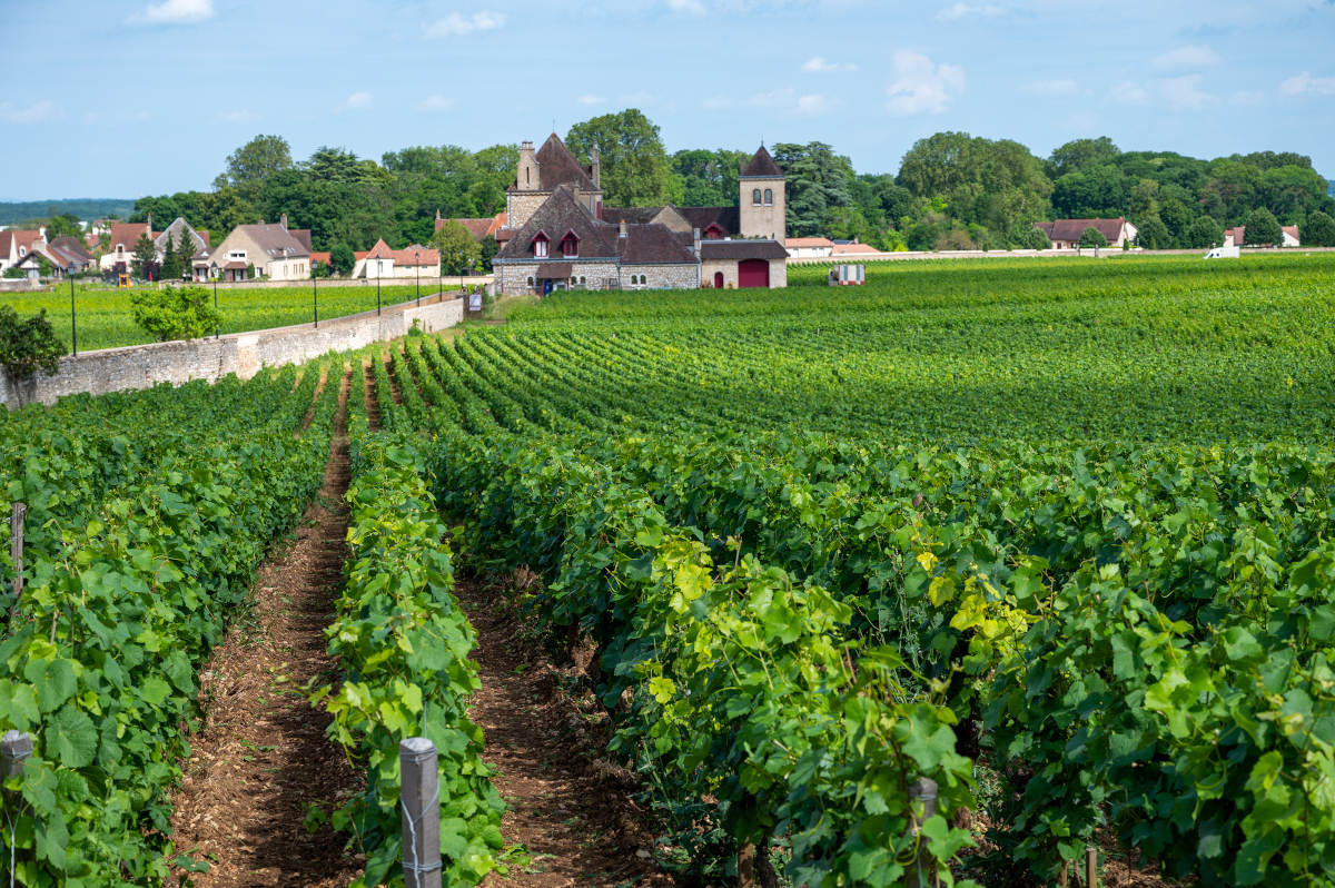 wijngaarden Bourgogne