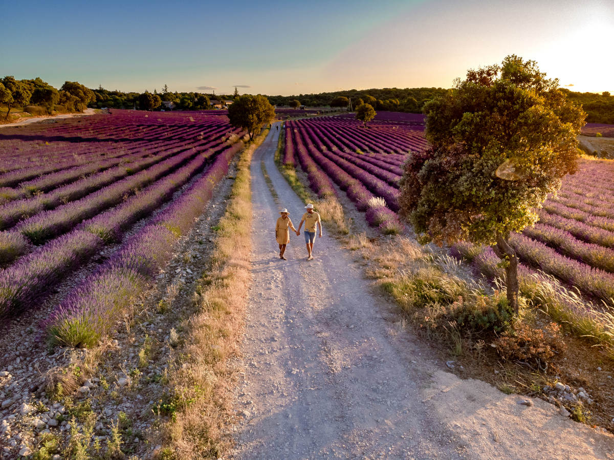 lavendelveld in Ardèche