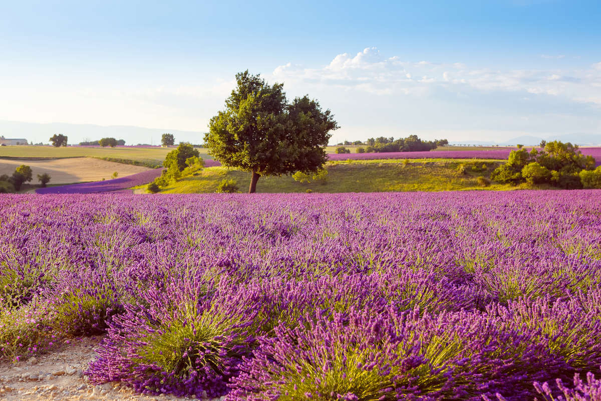 Lavendelvelden-Frankrijk