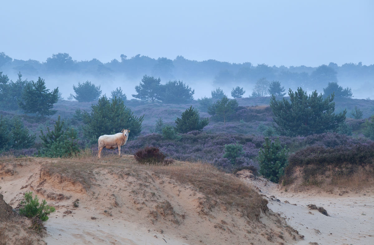 Drents-Friese Wold